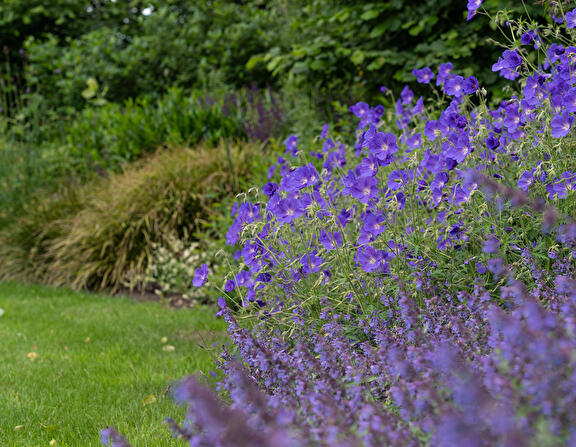 Er is diverse beplanting gebruikt door Weijer Tuinen voor de biodiversiteit